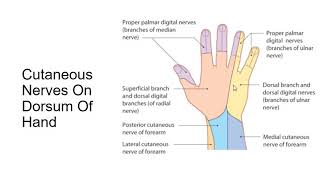 Dorsum Of Hand by Dr Ayesha Imtiaz [upl. by Ingelbert]