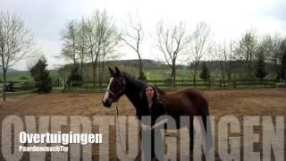 PaardencoachTips Werkvorm over Overtuigingen [upl. by Welles]