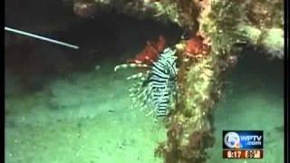 New device to destroy lion fish [upl. by Tali]