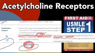 Acetylcholine receptors in HindiUrdu by first aid for USMLE step1 Nicotinic amp Muscuranic receptors [upl. by Ejrog]