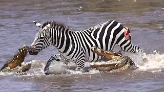 Brave Zebra Fights Off Five Crocodiles And Survives [upl. by Bogoch]