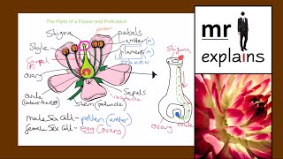 mr i explains The Parts of a Flower and Pollination for KS3 [upl. by Arobed]