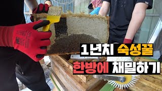 오직 숙성꿀만 채밀하는 양봉업자 농장에서 1년치 숙성꿀채밀 품앗이하기 [upl. by Caro]