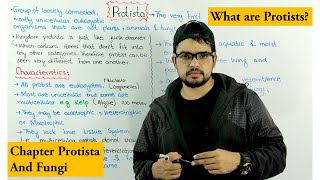 What are Protists  Kingdom Protista Introduction  Protista and Fungi [upl. by Ynehteb]