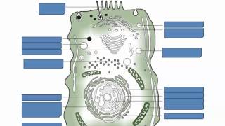 Prokaryotic and Eukaryotic Cells IB Biology [upl. by Otreblig]