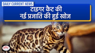 Tiger Cat New Species  Daily Current News  Drishti IAS [upl. by Glasgo]