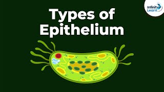 Types of Epithelial Tissue  Animal Tissues  Infinity Learn [upl. by Nohsar]