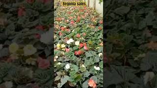 Begonia flower sale trendingshorts begonia begoniaspecies garden begoniatypes nature [upl. by Gosselin]