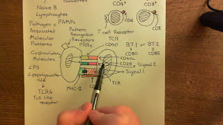 The Adaptive Immune Response and Immunosuppressants Part 4 [upl. by Ecirpac905]