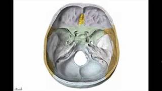 osteología del craneo parte n°3 hueso esfenoides [upl. by Yenruoj538]
