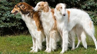 10 ELEGANT Facts About The Borzoi Dog Russian Wolfhound [upl. by Anders]