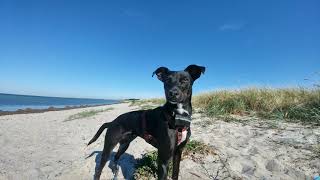 Großenbrode mit Hund  OstseeHundestrand nahe Fehmarn [upl. by Ahsiadal162]