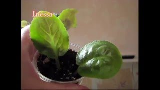 Как посадить листья фиалки укоренение flowers  Saintpaulia breeding  African violet [upl. by Eeuqram]