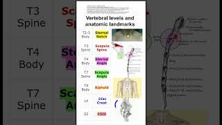 Vertebral levels and anatomic landmarks [upl. by Schick]