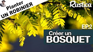 Créer un bosquet  2  Planter un robinier [upl. by Annim]