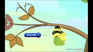 The Butterfly Life Cycle INCREDIBLE Science for Kids [upl. by Sherborn]