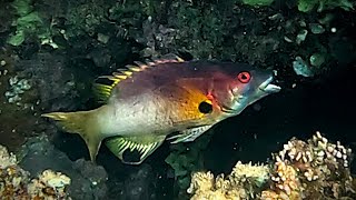 Axilspot hogfish Bodianus axillaris coral pigfish turncoat hogfish Panda Hogfish [upl. by Neils]