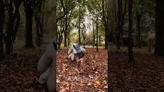 𝘈𝘶𝘵𝘶𝘮𝘯🦫☆🍂 therian quadrobics nature autumn foryou trending viral [upl. by Whiffen828]