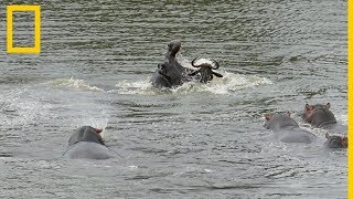 Un ñu huye de dos cocodrilos quotgraciasquot a unos hipopótamos  National Geographic en Español [upl. by Lezti]