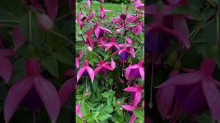 fuchsia flowershort summerflowers summergardening [upl. by Nottage442]