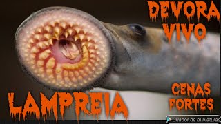 Lampreia Devora Peixe ainda Vivo Bizarra Extravagante X Candiru Vampiro [upl. by Ahselef]