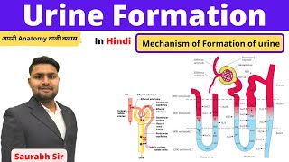 Urine formation physiology of urine for Neet NursingBAMSmedical exams [upl. by Dorry]