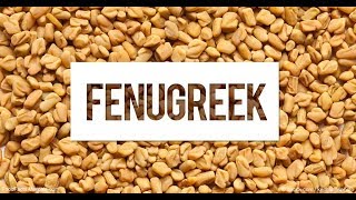 Fenugreek and Testosterone Galactagogues Increase Prolactin Levels [upl. by Danette835]