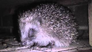 How To Attract Hedgehogs To Your Garden [upl. by Sicard]