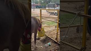 Yeola horse markethorsemarketindia yeolahorsemarket horse horseriding horseracing [upl. by Tierell669]