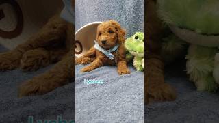 Red Goldendoodle Puppy 🐶 [upl. by Anglo]