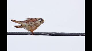 American Kestrel Hovering  Birds of Windsor  Essex [upl. by Pirri707]