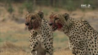 Documentaire  Les Guépards [upl. by Dominy]