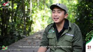 Orangutan Valentinos Journey to Freedom [upl. by Aver]