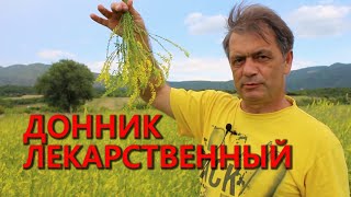 Донник лекарственныйmelilotus officinalis [upl. by Williamsen]