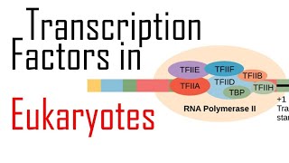 TRANSCRIPTION IN EUKARYOTES💥💥proteinsynthesis proteinformation proteinproduction [upl. by Isied]