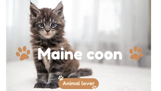 Exploring the Majestic Maine Coon Cat Breed  All You Need to Know 😻 [upl. by Gilleod881]