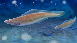 Haikouichthys – The Most Unique FishLike Creature Existed 525 Million Years Ago [upl. by Risteau]