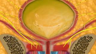 The detrusor muscle  Animated Atlas of BPH and OAB [upl. by Oidale57]