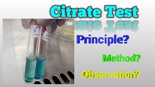 Citrate Test Microbiology [upl. by Hedva]