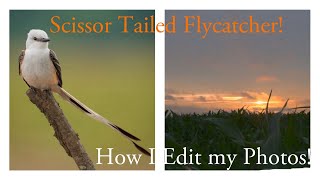 Scissor Tailed Flycatcher Bonus how I EDIT my Photos [upl. by Chalmer]