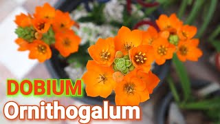 How to grow Ornithogalum Dobium [upl. by Jose152]