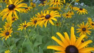 GOLDSTURM BLACK EYED SUSAN [upl. by Guendolen]