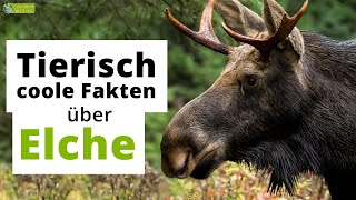 17 tierische coole SteckbriefFakten über Elche  DokuWissen für Kinder [upl. by Nnylesor338]