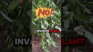 Autumns Olive Invasive Plant  Fun with Conner shorts [upl. by Chatterjee]