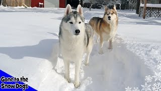 Husky Playing in Snow  Huskies in DEEP Snow [upl. by Lutim357]