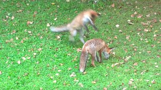 Cute young foxes playing in the park [upl. by Laenaj]