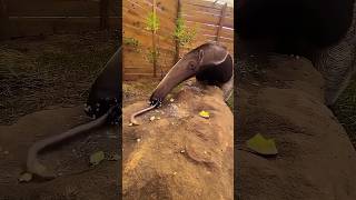 Spectacular Anteater Feeding – Amazing CloseUpquot [upl. by Noissap76]