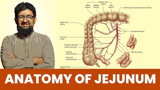 Anatomy of Jejunum  Hindi  Urdu [upl. by Coffeng]