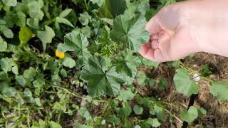 Forage Friday Common Mallow Malva neglecta aka cheese weed cheese plant button plant [upl. by Annavaj]