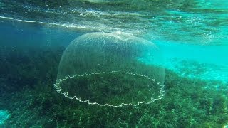 Cast Net Falling Underwater [upl. by Mcneely]